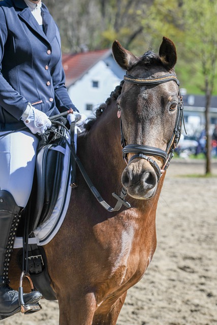 西莫娃不断 西莫娃不断